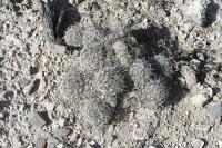 pa_1201_coryphantha_palmeri.jpg
