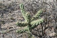 pa_1202_cylindropuntia_imbricata.jpg