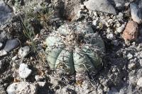 pa_1203_echinocactus_horizonthalonius.jpg