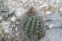 pa_1204_thelocactus_tulensis.jpg