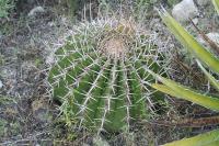 pa_1205_echinocactus_platyacanthus.jpg