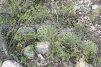 pa_1206_opuntia_sp..jpg
