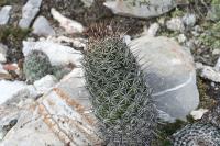 pa_1207_neolloydia_conoidea.jpg