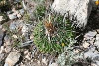 pa_1208_echinofossulocactus_erectocentrus.jpg