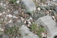 pa_1209_mammillaria_formosa.jpg
