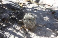 pa_120_neolloydia_conoidea.jpg