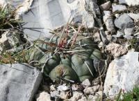 pa_1210_thelocactus_hexaedrophorus.jpg