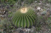 pa_1211_echinocactus_platyacanthus.jpg