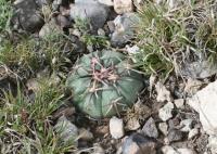 pa_1212_echinocactus_horizonthalonius.jpg