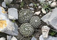 pa_1213_pelecyphora_strobiliformis.jpg