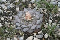 pa_1214_ariocarpus_retusus.jpg