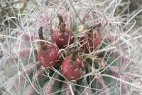 pa_1215_hamatocactus_hamatacanthus.jpg