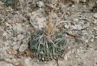 pa_1216_echinofossulocactus_erectocentrus.jpg
