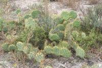 pa_1217_opuntia_sp..jpg