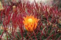 pa_1218_ferocactus_steinesii.jpg