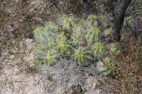 pa_1219_echinocereus_cinerascens.jpg