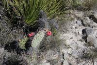 pa_121_opuntia_stenopetala.jpg