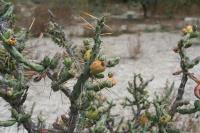 pa_1220_cylindropuntia_kleiniae.jpg