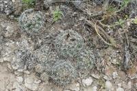 pa_1221_coryphantha_palmeri.jpg