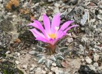 pa_1222_ariocarpus_kotschoubeyanus.jpg