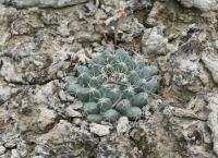 pa_1223_mammillaria_heyderi.jpg