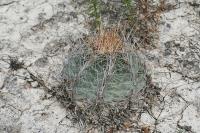 pa_1224_thelocactus_bicolor.jpg
