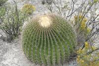 pa_1225_echinocactus_platyacanthus.jpg