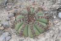 pa_1226_echinocactus_horizonthalonius_var._subikii.jpg