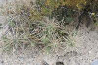 pa_1227_cylindropuntia_sp..jpg