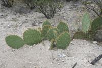 pa_1228_opuntia_sp..jpg