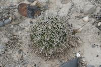 pa_1229_coryphantha_palmeri.jpg