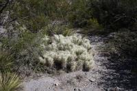 pa_122_cylindropuntia_tunicata.jpg