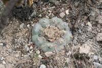 pa_1230_lophophora_williamsii.jpg