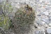 pa_1231_coryphantha_glanduligera.jpg