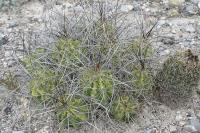 pa_1232_echinocereus_enneacanthus.jpg