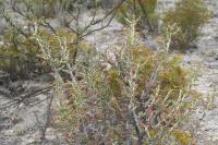 pa_1233_cylindropuntia_leptocaulis.jpg