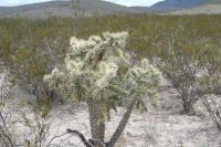 pa_1234_cylindropuntia_imbricata.jpg