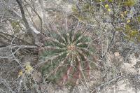 pa_1235_hamatocactus_hamatacanthus.jpg
