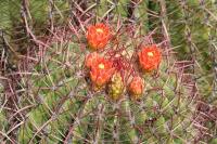 pa_1236_ferocactus_steinesii.jpg