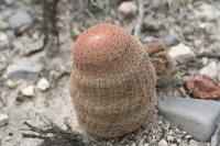 pa_1237_echinocereus_pectinatus.jpg