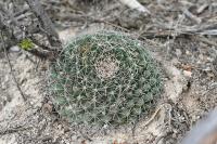 pa_1238_mammillaria_heyderi.jpg