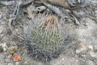 pa_1239_echinofossulocactus_erectocentrus.jpg