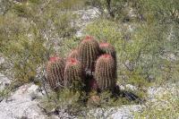 pa_123_ferocactus_steinesii_var._pilosus.jpg