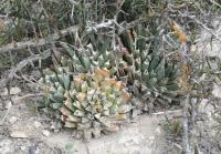 pa_1240_leuchtenbergia_principis.jpg