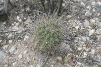 pa_1241_glandulicactus_uncinatus.jpg