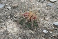 pa_1242_thelocactus_bicolor.jpg