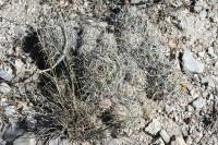 pa_1243_coryphantha_palmeri.jpg