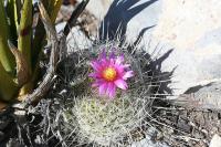 pa_1244_thelocactus_conothelos_var._argenteus.jpg