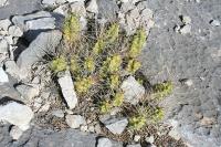 pa_1245_echinocereus_pentalophus.jpg