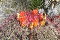 pa_1246_ferocactus_steinesii.jpg